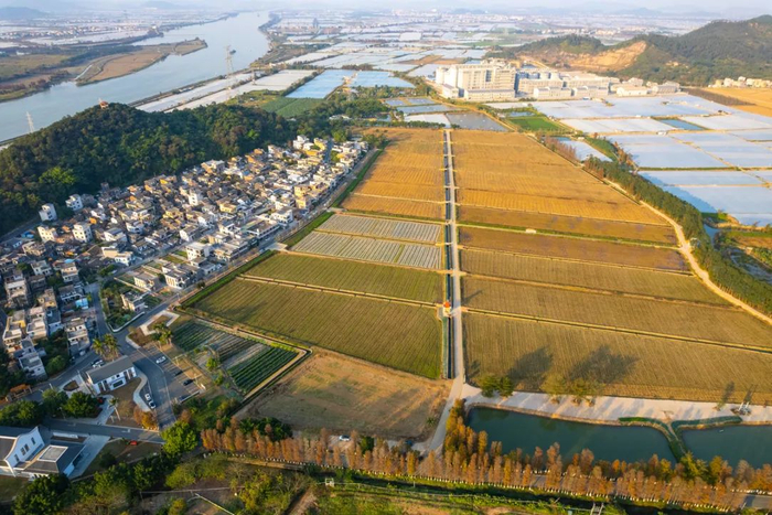 斗门上洲村。梁冠贤/摄