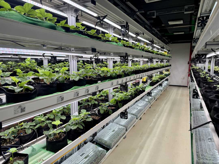 广州新果种苗有限公司打造的室内植物工厂。文阳洋摄