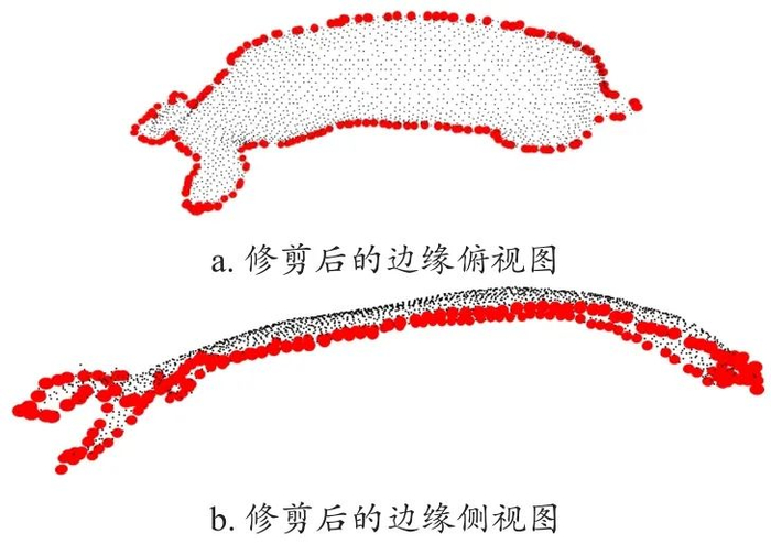 图 20　顶部视角猪背部点云的修剪后的边缘提取效果
