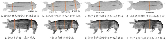 图 14　体尺算法中的猪体高、体宽、胸围、腹围关键点和切片区域