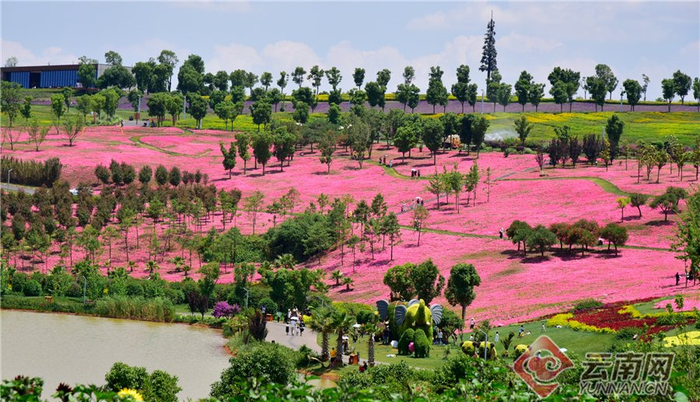 云南花景
