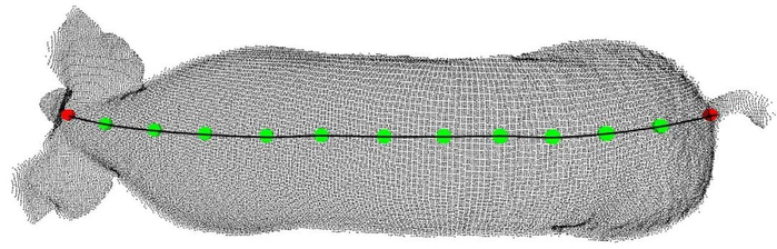 图 13　Pig Back Transformer模型的猪体长关键点与拟合曲线