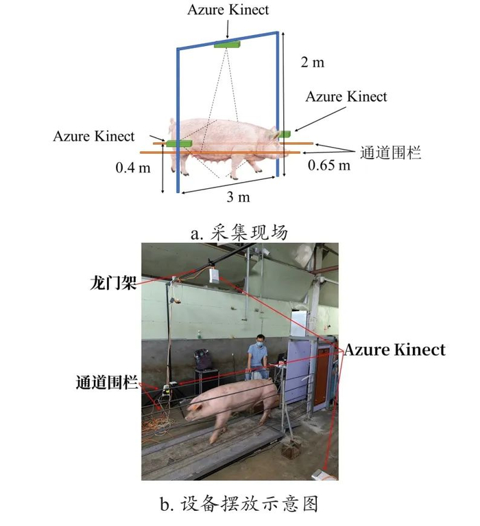 图 2　使用Azure Kinect的猪体点云采集通道现场与设备摆放示意图