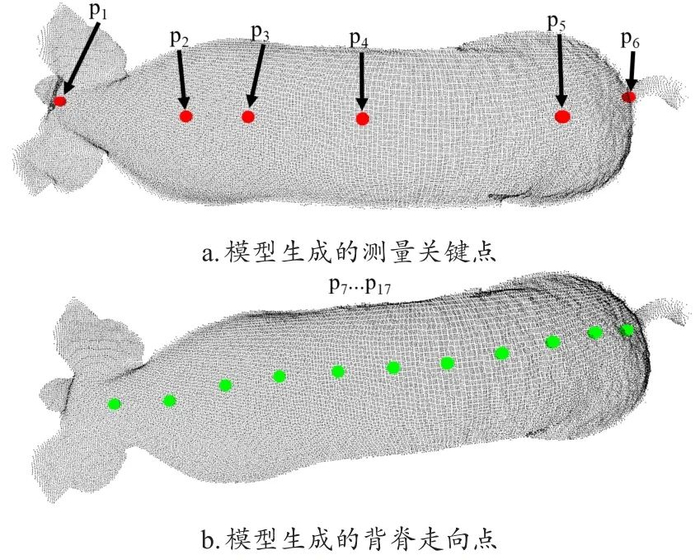 图 11　Pig Back Transformer模型生成的关键点