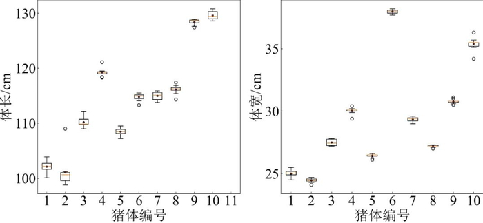 图23　猪姿态剧烈变化时的体长和腹宽分布