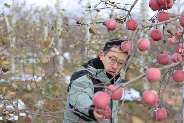 栖霞中惠雪苹果基地，周靖凯查看苹果长势。