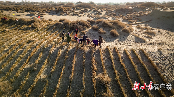酒泉市金塔县大庄子镇永丰村一处沙漠地段内，村民们正在铺草压沙。新甘肃·甘肃日报记者 郁婕拍摄