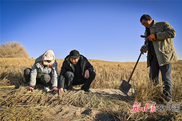 金塔县森林资源工作站工程师李永华（中）指导村民压沙。以上均为新甘肃·甘肃日报记者 郁婕拍摄