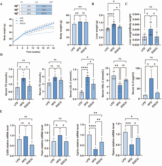 图2：EGCG 改善 HFD 诱导的小鼠肝重和代谢紊乱