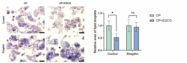 图4：EGCG能够通过抑制DPP4的表达和活性来改善脂质在细胞内的积累和脂质代谢
