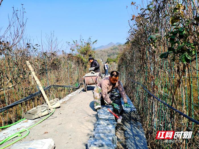 沙洲村采摘体验果园提质改造施工现场。