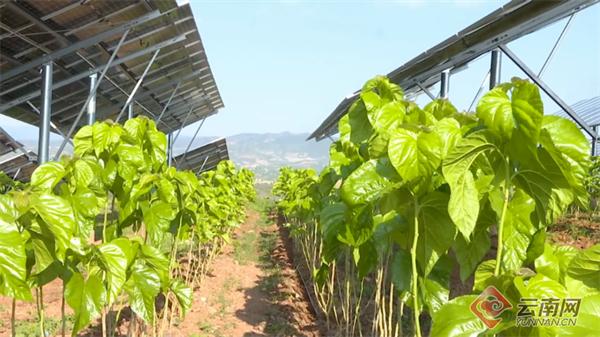 永仁县观音岩100W复合型光伏电站建设项目板下种桑 供图