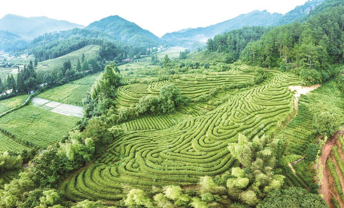 武夷山燕子窠生态茶园 林熙 摄