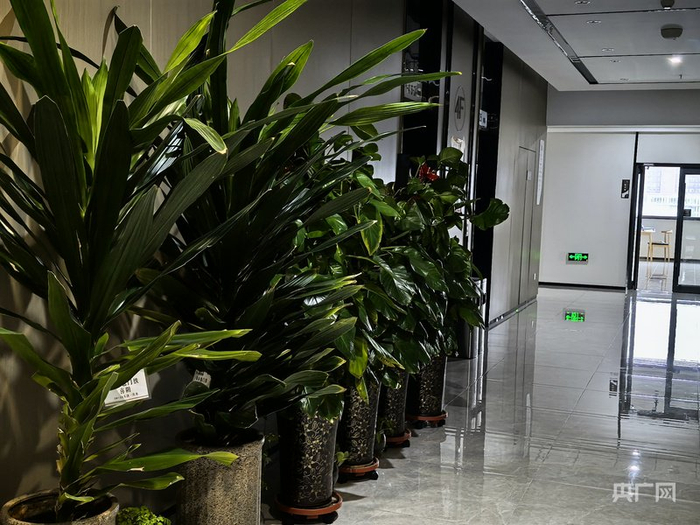 干净整洁的公寓走廊（央广网记者  邵玉琴  摄）