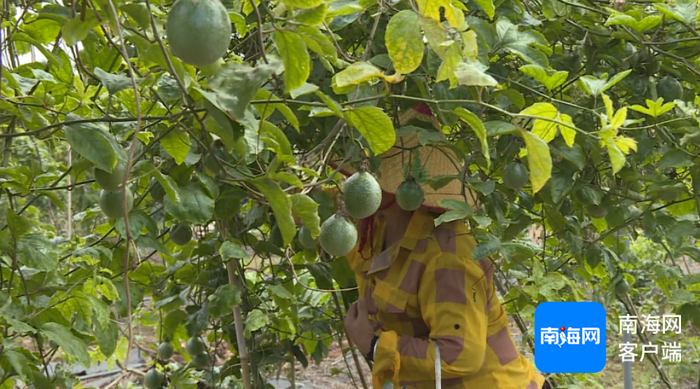 　种植户在百香果园内采摘。记者 苏桂除 摄