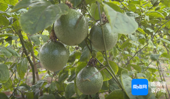 百香果果肉香甜、汁水充盈。记者 苏桂除 摄