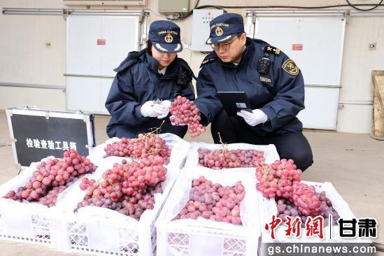  图为兰州海关所属敦煌机场海关关员对出口鲜葡萄进行查验。卢伟泽 摄