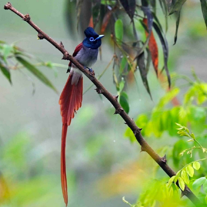 米小其教授业余爱好观鸟。图为米小其拍摄的寿带鸟。