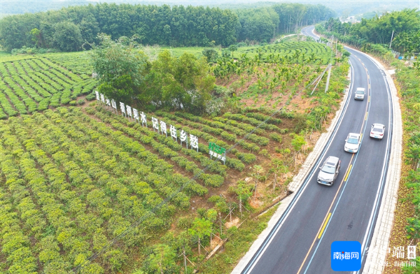 环热带雨林国家公园旅游公路白沙段的茶园绿意盎然。海南日报全媒体记者 李天平 摄