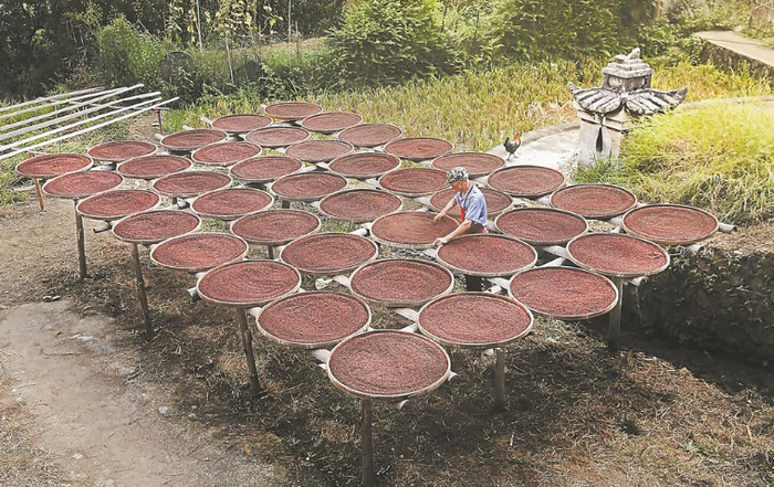 乌衣红曲晾晒。 刘冬春 摄
