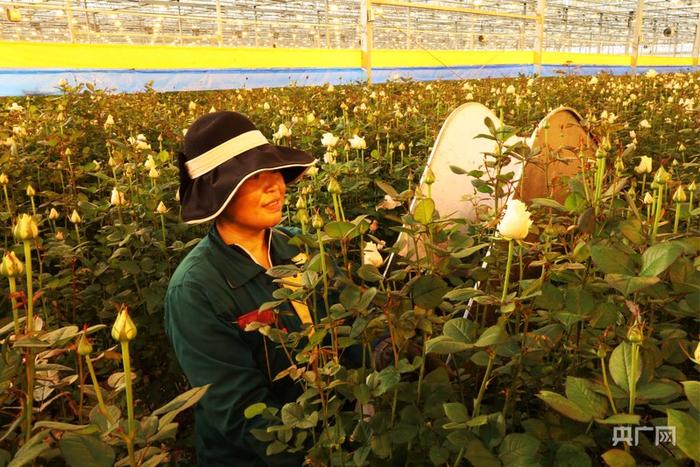 鲁芳妮在兰州新区现代农业示范园花卉产业基地务工（央广网记者 李红军 摄）