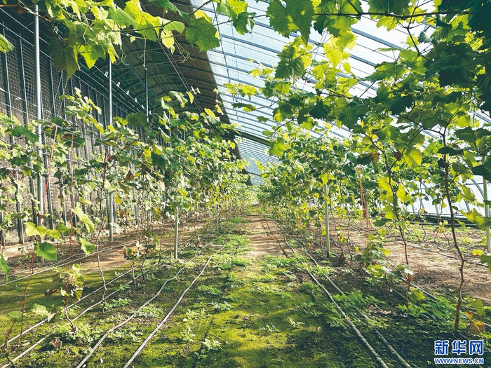 包头市东河区沙尔沁一村果路农业葡萄种植基地。新华网发（常静 摄）