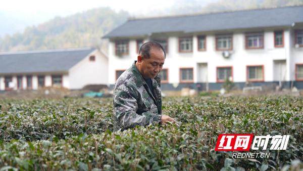 闲暇时，李建国作为村里茶园的技术指导，帮助村民们种茶致富。