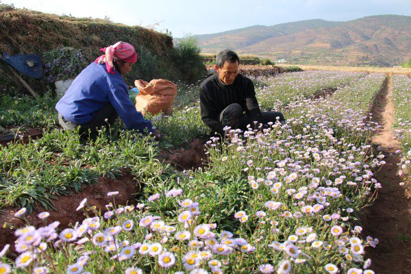 　　弥渡县融媒体中心 供图