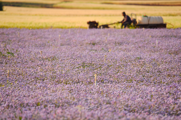 　　泸西县中枢镇西华村灯盏花采摘