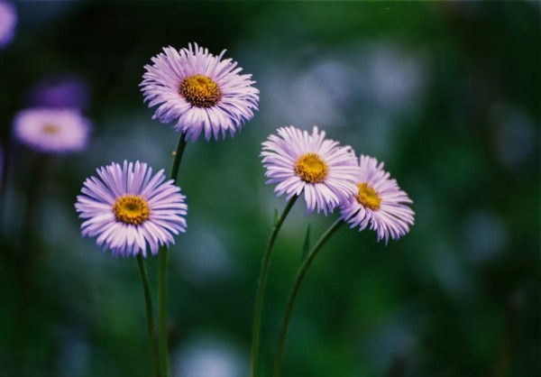 　　灯盏花 黄光明 摄