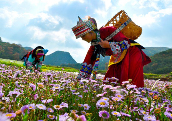 　　灯盏花 曾波 摄