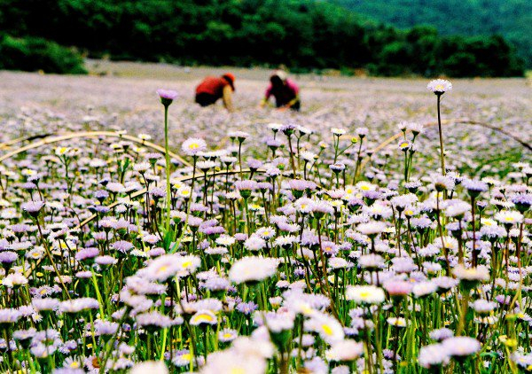 　　灯盏花 黄光明 摄