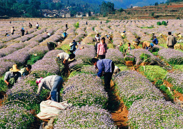 　　灯盏花 康关福