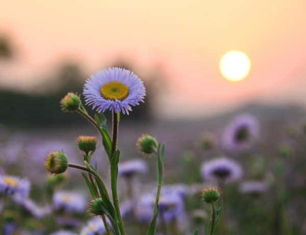 　　灯盏花 李坤 摄