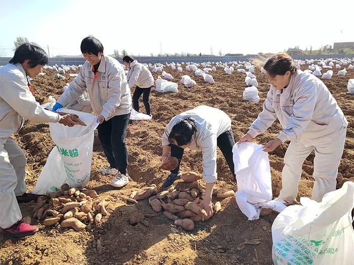 图说：九月天与当地农户合作建立红薯种植基地