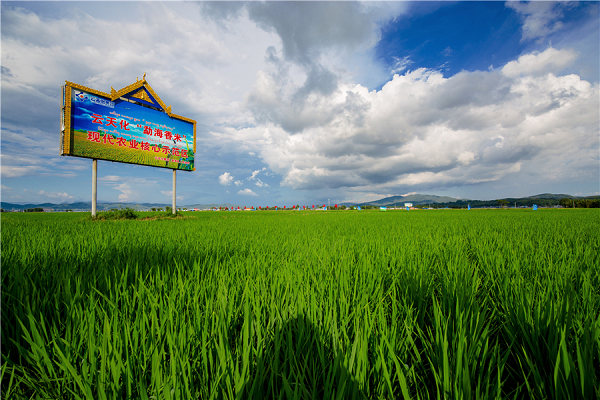 云天化勐海香米示范基地（资料图）。云天化供图