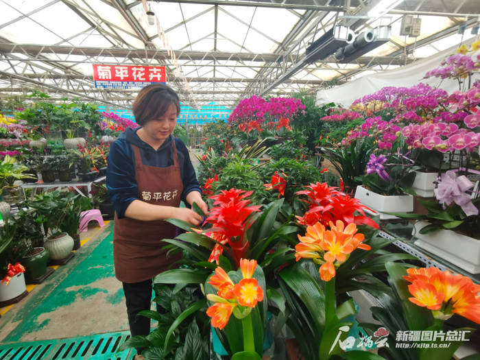 1月7日，乌鲁木齐市新联花卉市场经营户唐菊平在打理花卉。石榴云/新疆日报记者 高峰摄