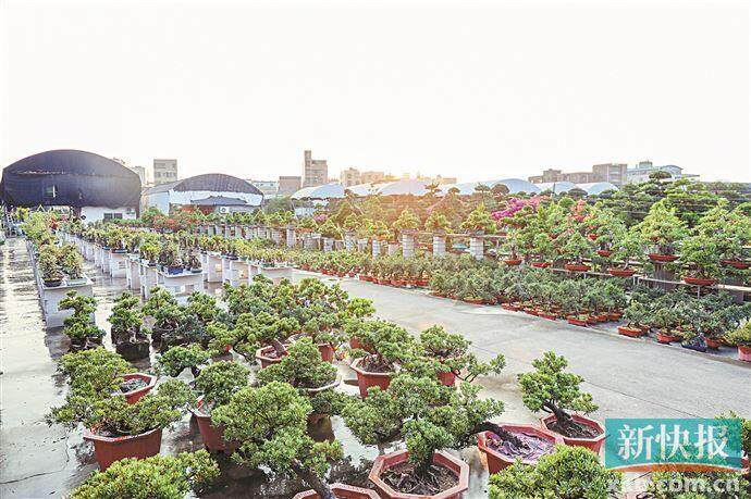 ■花市里各色花卉盆栽供消费者选择。