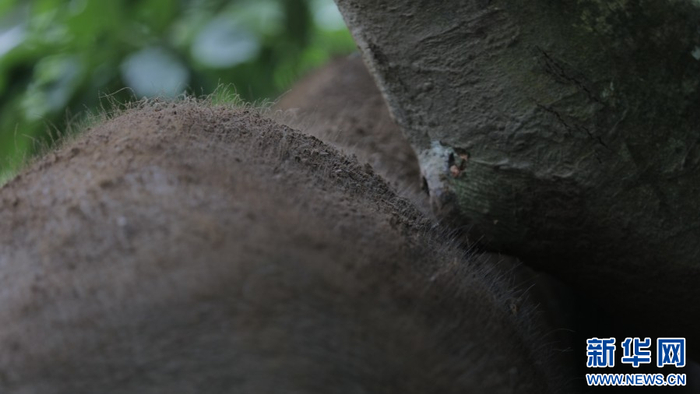 在野外，可以从亚洲象蹭树留下的痕迹判断其身高（2023年7月16日摄）。新华网 徐华陵 摄
