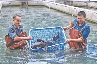 ▲息烽县西山镇小堡村的鲟鱼养殖场获丰收。