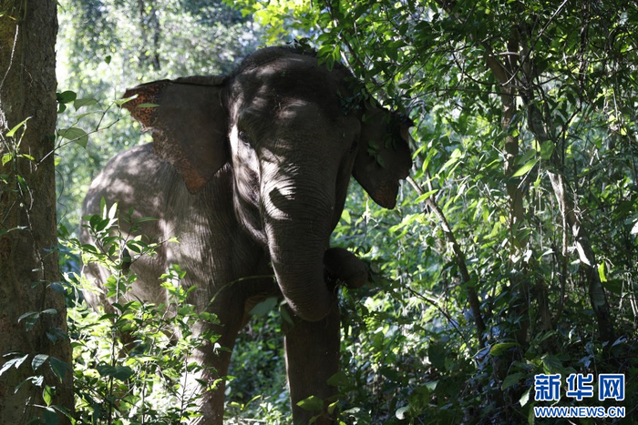 在野外活动的亚洲象（2024年11月16日摄）。新华网 徐华陵 摄