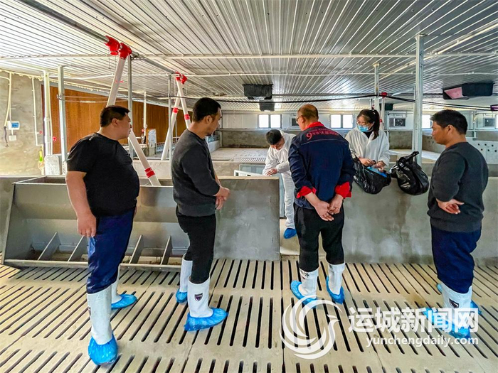 临猗县丰淋牧业有限公司的工作人员在养殖户的猪舍内检查验收。 记者 陈方斌 摄
