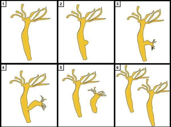 △水螅的出芽生殖