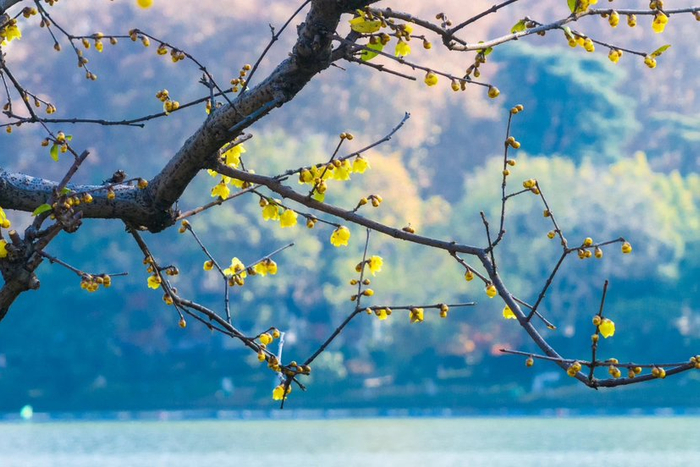 玄武湖景区蜡梅绽放。通讯员 郭民意 摄