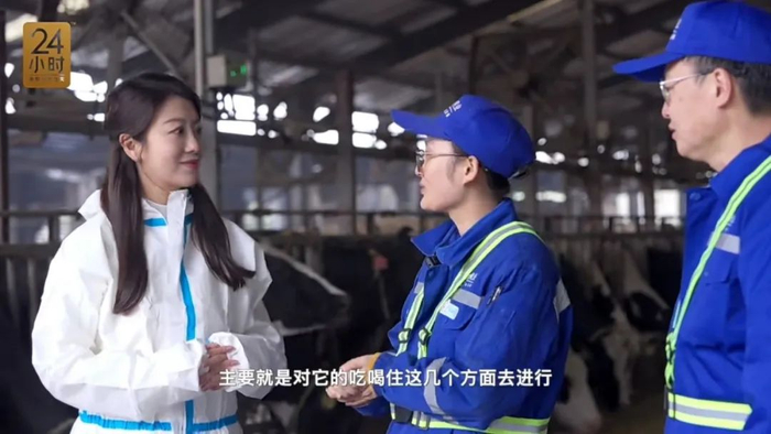 95后养牛人婷婷介绍牛的日常生活