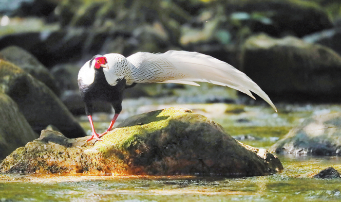 △ 鼎湖山里的“精灵”。黄龙 摄