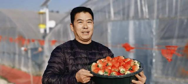 来自浙江建德的业主刘宝贵展示自己种的草莓（戚原 摄）