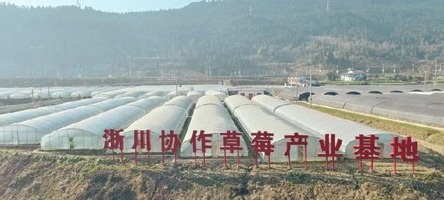 天雄村浙川协作草莓产业基地（戚原 摄）