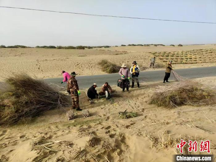 　　阿力木江与群众一起栽种草方格。张培及 摄