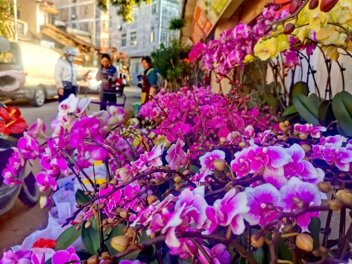 各式兰花摆放在店面显眼处。